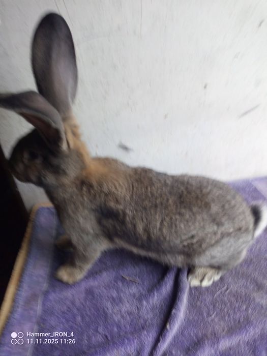 Sprzedam samiczke BOS