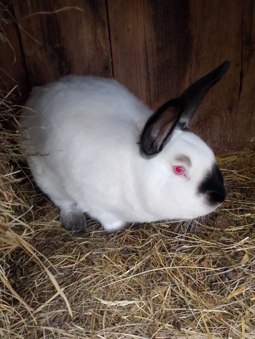 Sprzedam króliki kc samce