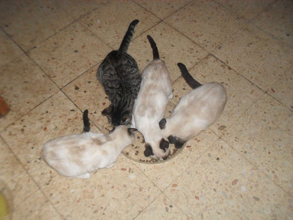 gatinhos para dar a quem estimar