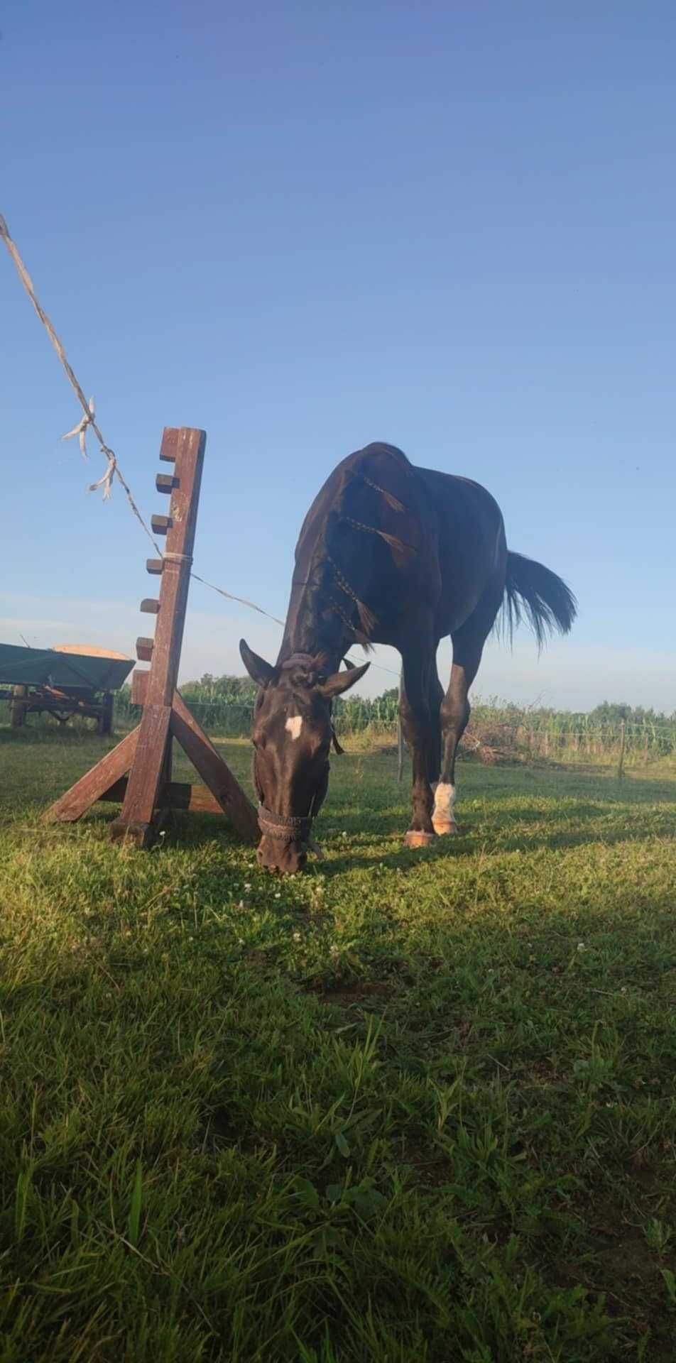 Sprzedam konia wałacha 1,5 rocznego sp po ślązakach
