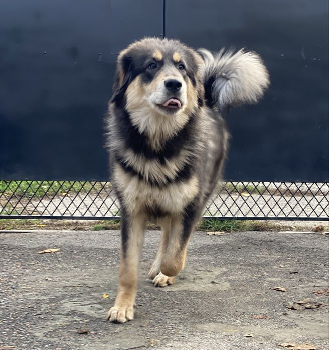 Блакитно підпала дівчинка тибетського мастифа