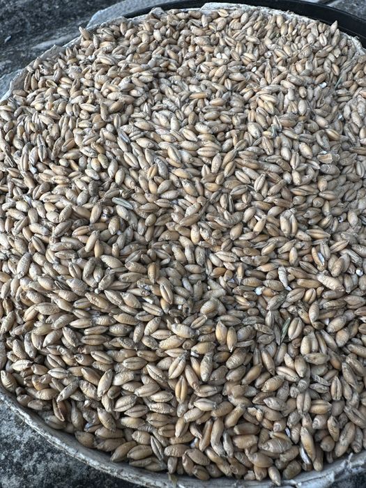 Sprzedam owies jary oraz pszenżyto ozime zbiór 2025