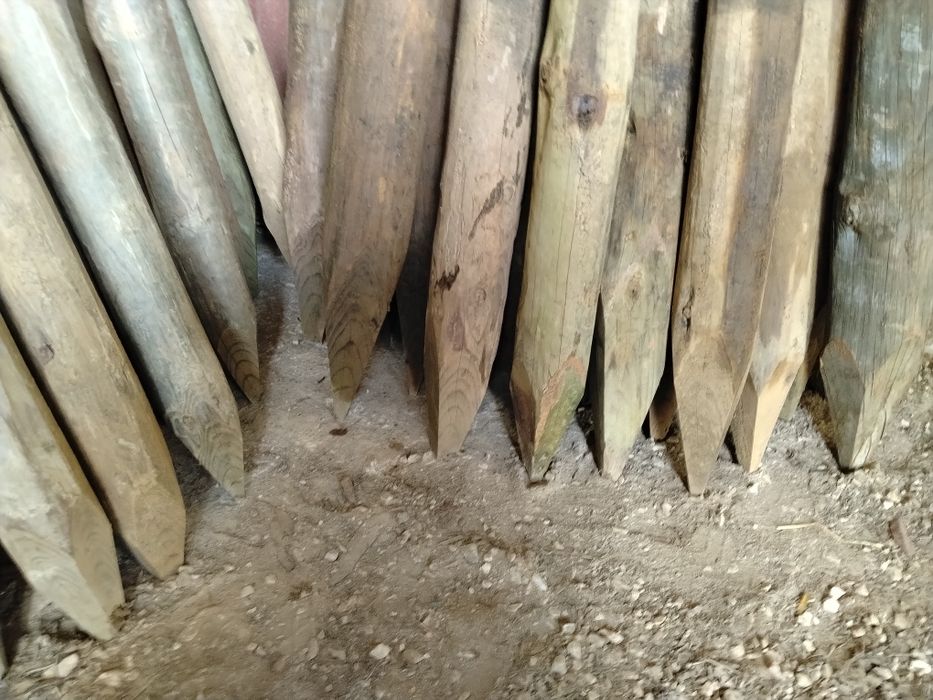 Paus tratados Baratos