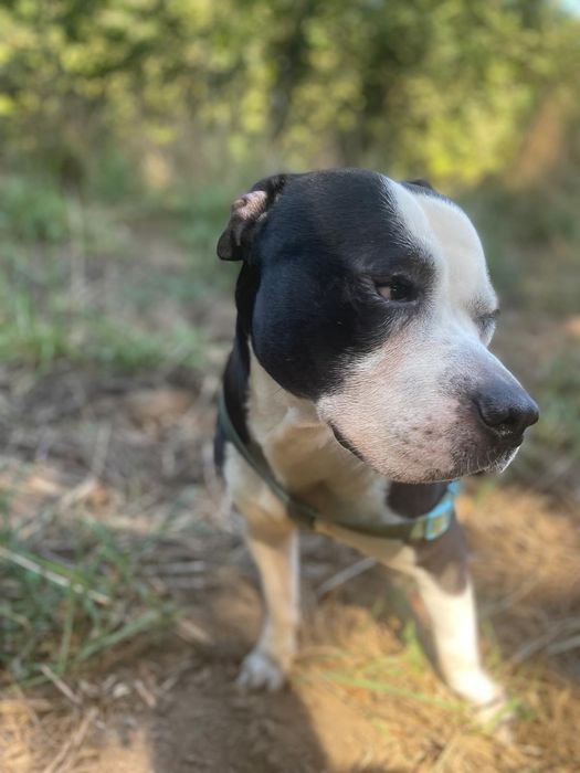 Pitbull para adoção urgente