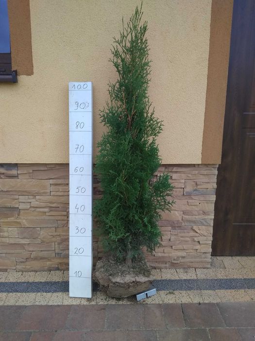 Tuja kolumna kolumnowa na żywopłot sadzonki 100-120cm.