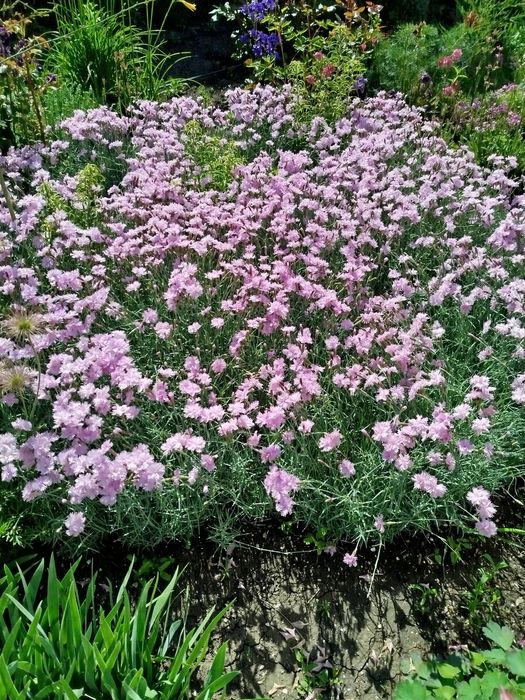 Хосты гвоздика водозбip