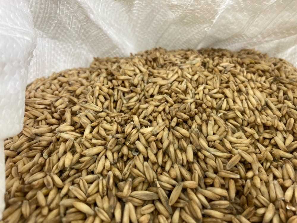 Owies Bezłuskowy na Domowe Płatki Owsiane 20 KG bez Glifosatu