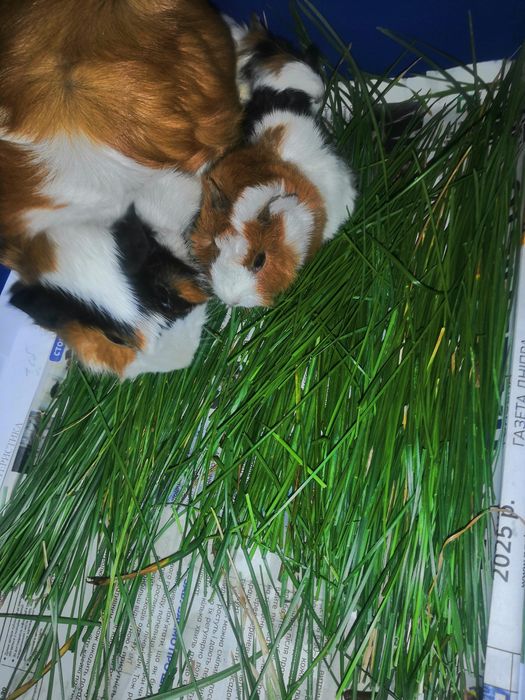 Продам морских свинок!!! Родились 18.06.2025