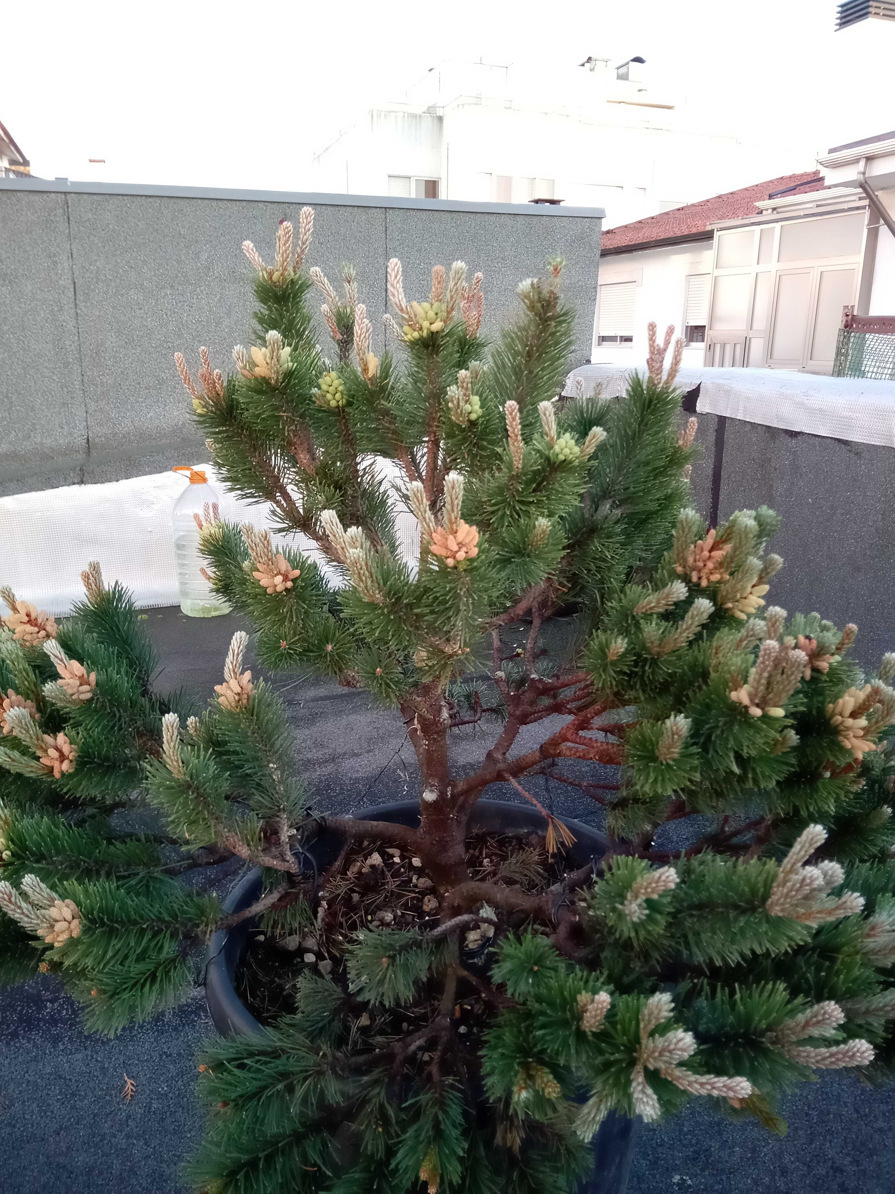 Pré-Bonsai Pinus Mugo [Pinheiro Anão]