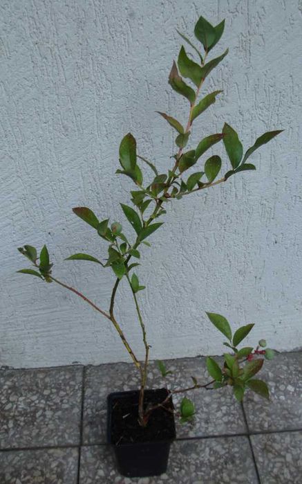 BORÓWKA AMERYKAŃSKA Bluecrop - sadzonki w doniczkach