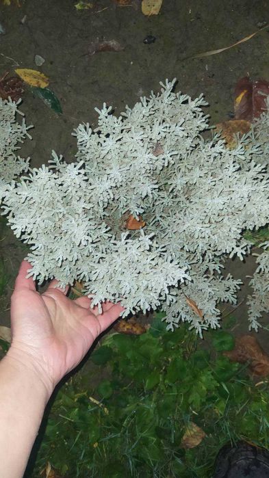 Багаторічні садові рослини