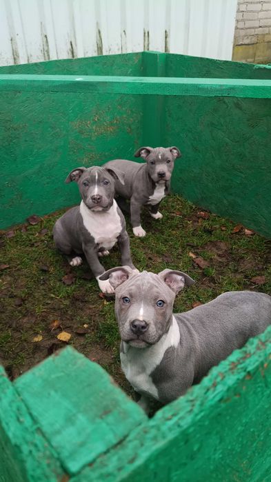Amstaff błękitna samica