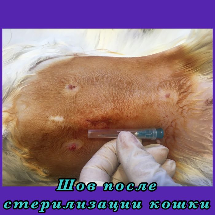 Ветеринарний лікар