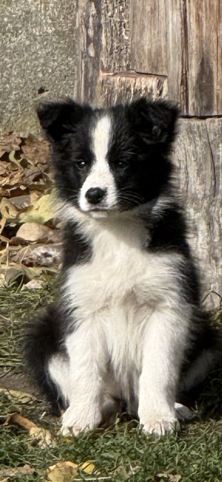 Suczka szczeniak Border Collie rasowa