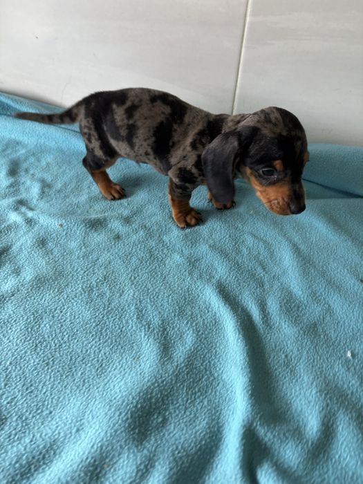 Teckel macho miniatura