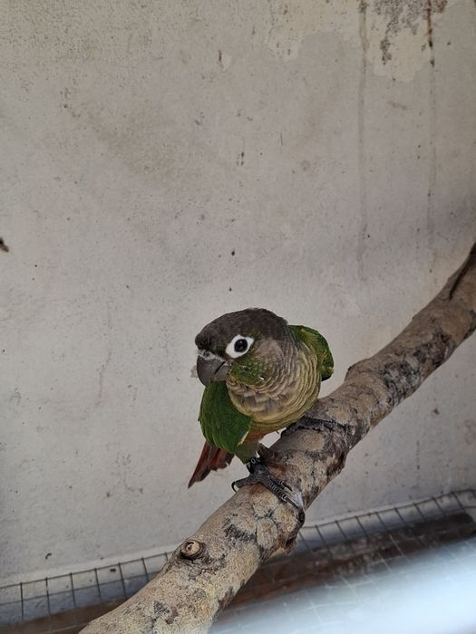 Pyrrhura criada a mão