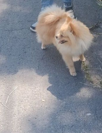 Померанський шпіц