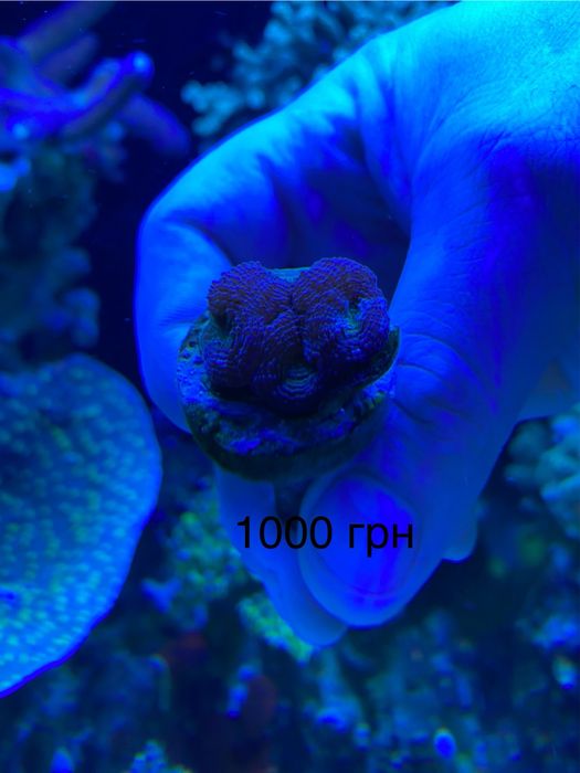 Корали для морського акваріума