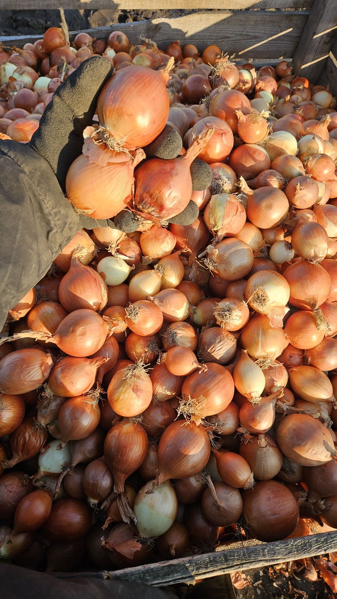 Cebula czerwona żółta 15kg
