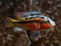 GB Pyszczak Haplochromis Rock Kribensis - dowóz ryb!