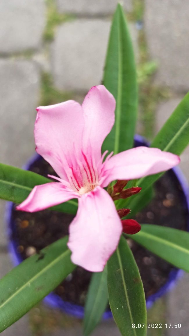 Oleander sadzonki 10 kolorów