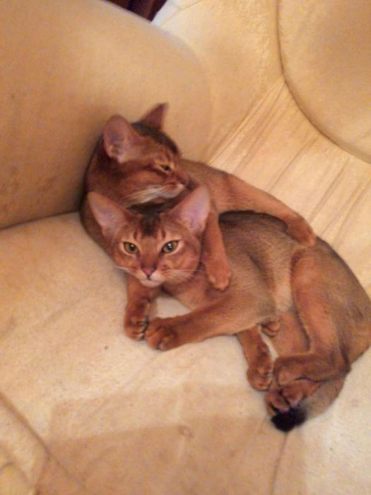ВЯЗКА Абиссинский кот приглашает невест