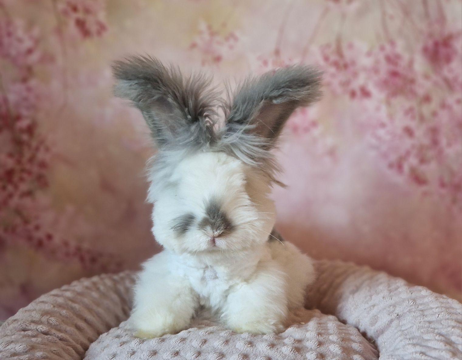 Angora Angielska, miniaturowa York, yorczek- wspanialy, 100% rasowy kr