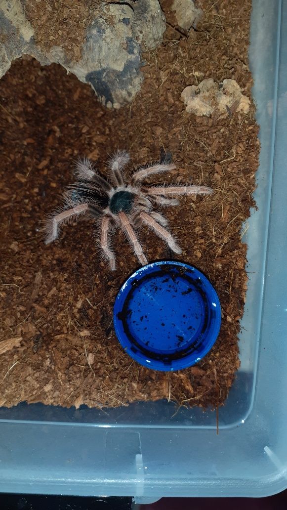 Megaphobema robustum ok. 3 dc samiec