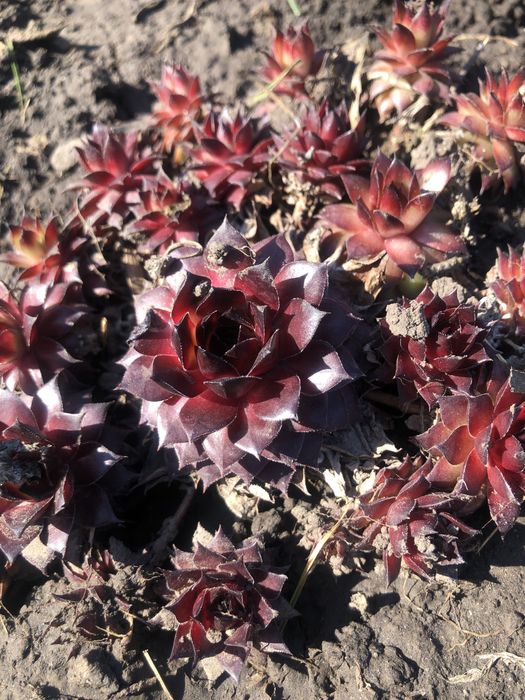 Сукуленти , Медуниця цукрова (кущик)