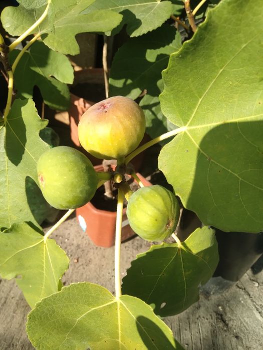 Саджанці інжиру різних сортів