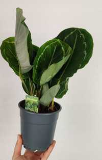 Calathea Kalatea Roseopicta Green 30 cm