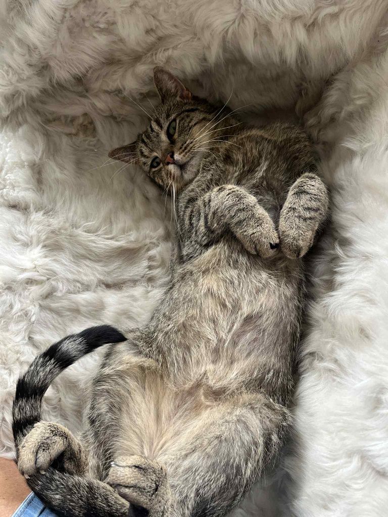 Kochany Puszek poleca się do adopcji