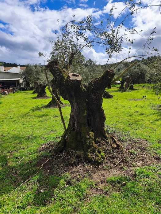 Oliveiras centenária