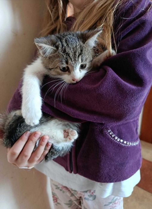 Kotki i kocurki do wyboru