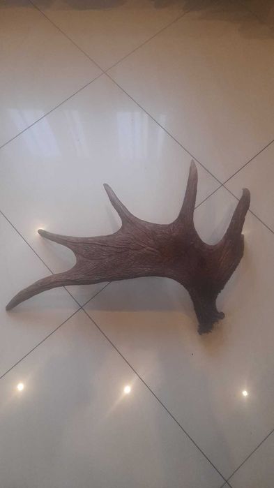 Łopat łosia poroża