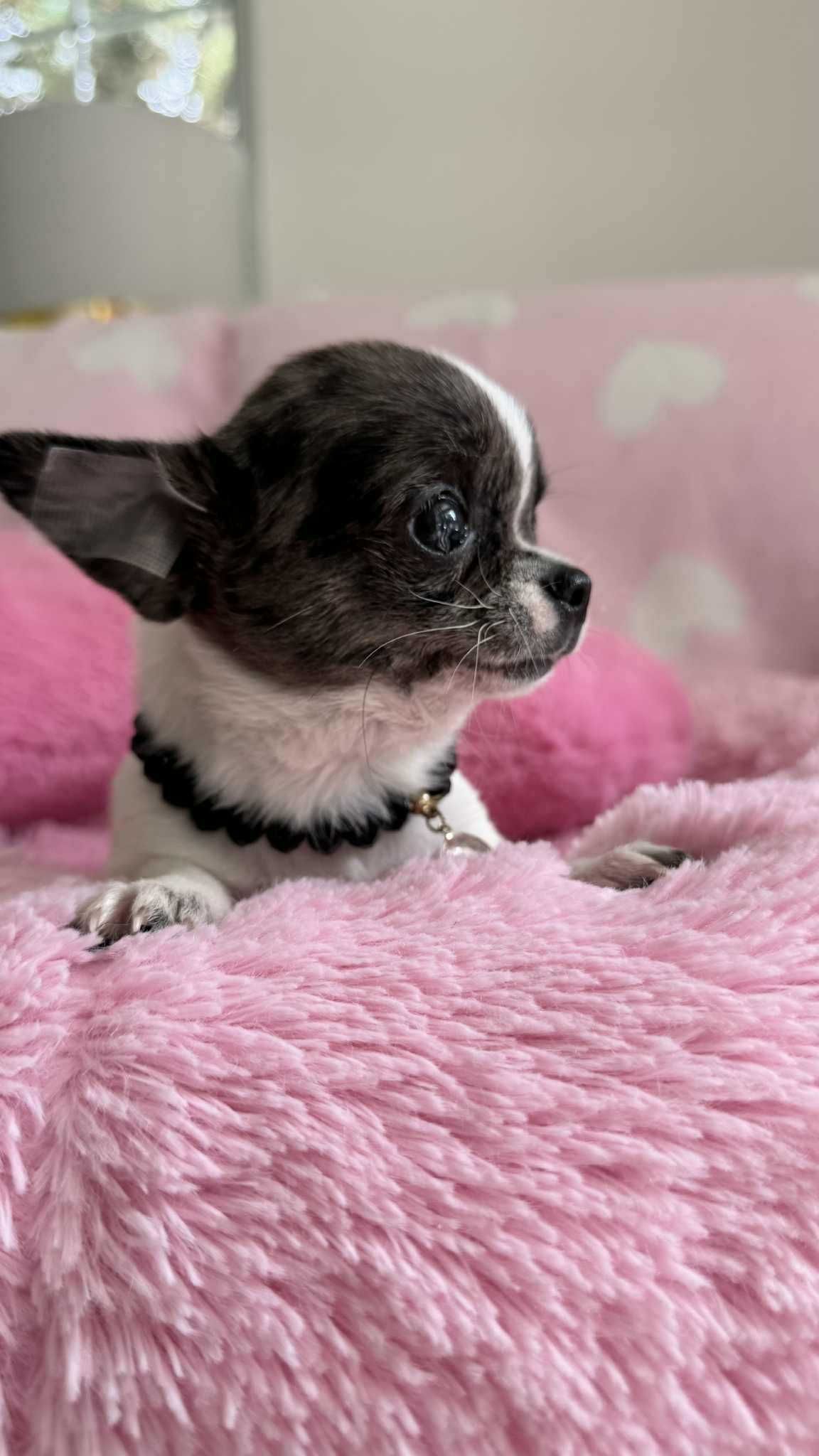 Chihuahua Piesek z Rodowodem*Tricolor* Impuls *Mini*