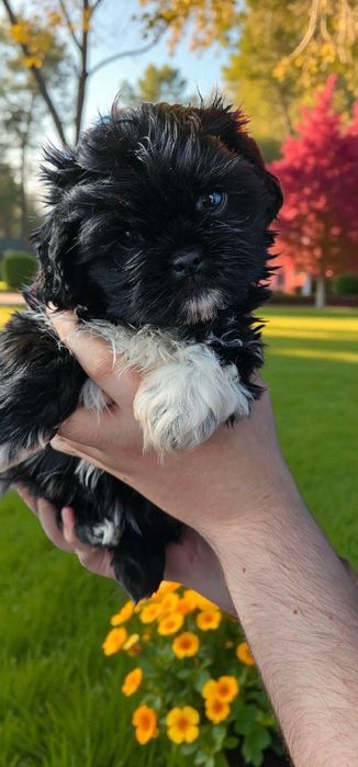 Shih tzu sunia z rodowodem gotowa do odbioru