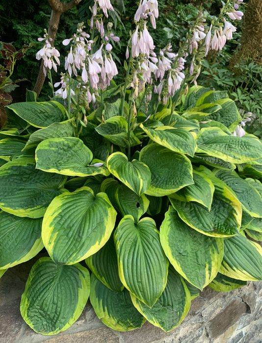 Хости зі свого саду