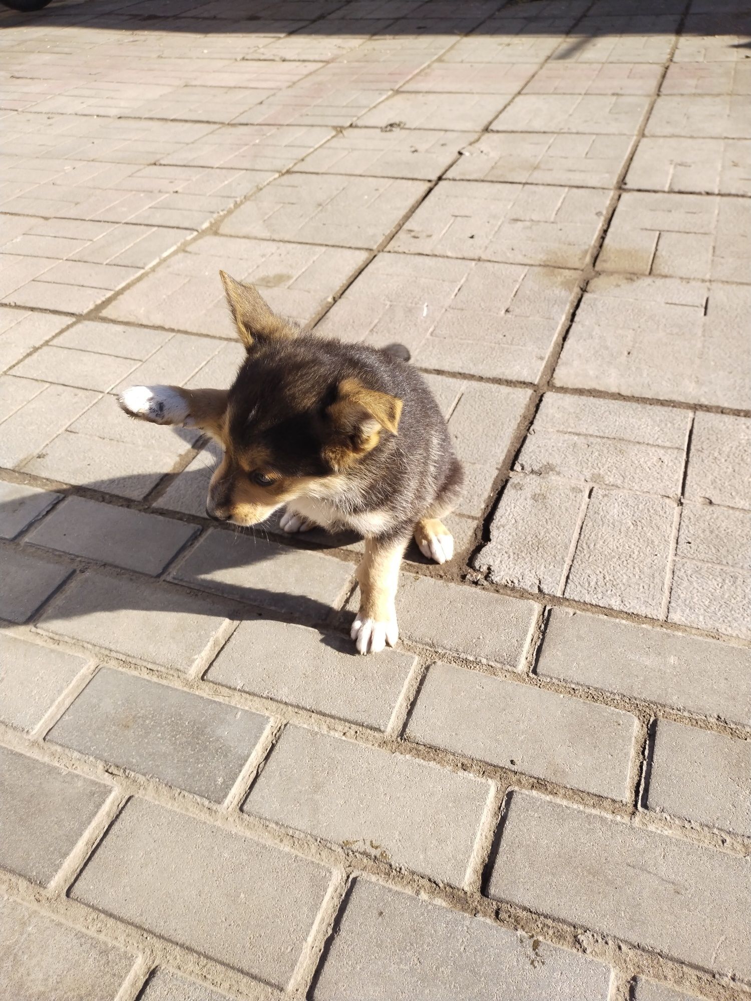 Цуценята в добрі руки! Вівчарка