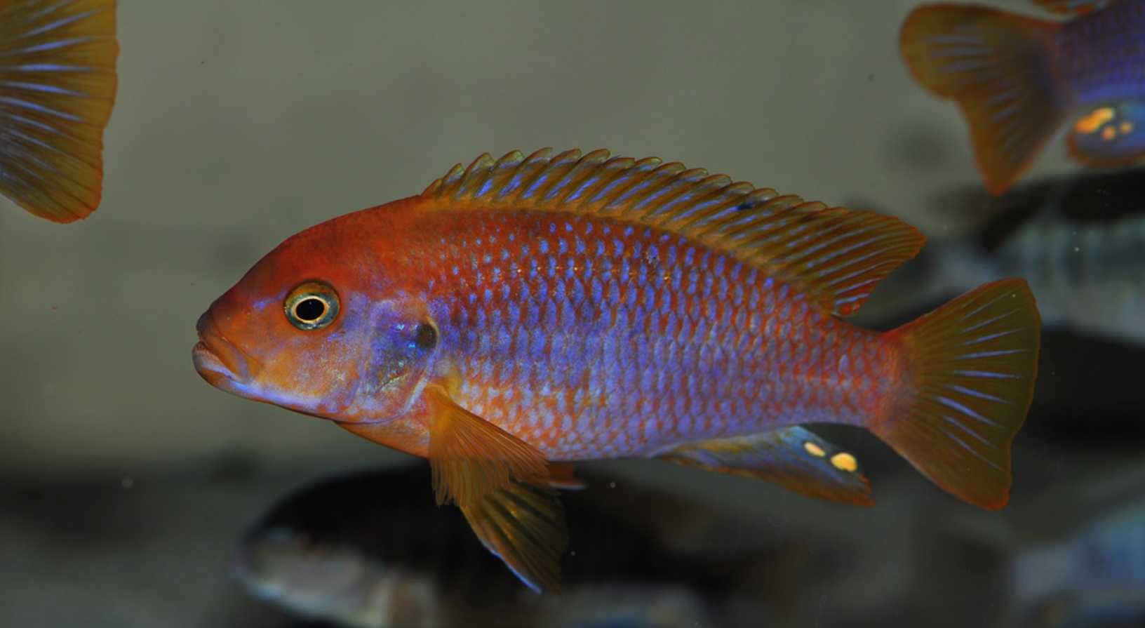 Iodotropheus sprengerae - Pyszczak RDZAWY - dowóz, wysyłka