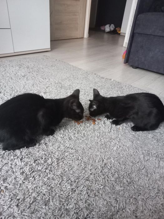 Oddam kotki do adopcji