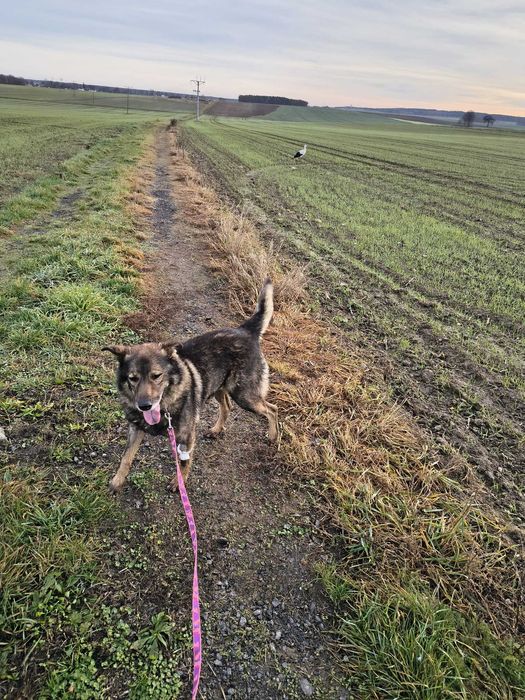 Starszy piesek szuka domu