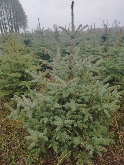 Świerk Srebrny Hurt i Detal