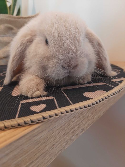 Króliki baranek miniaturka karzełek mini lop