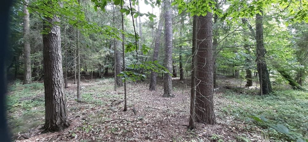 Działka /pole na sprzedaż 5,2 ha.wraz z lasem