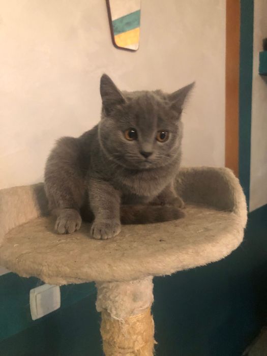 Кошенята шотланці