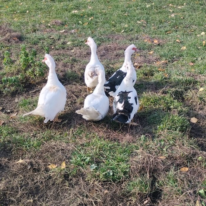 Sprzedam młode kaczki