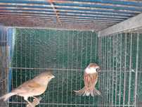 Aves Exóticas (Ler Descrição)