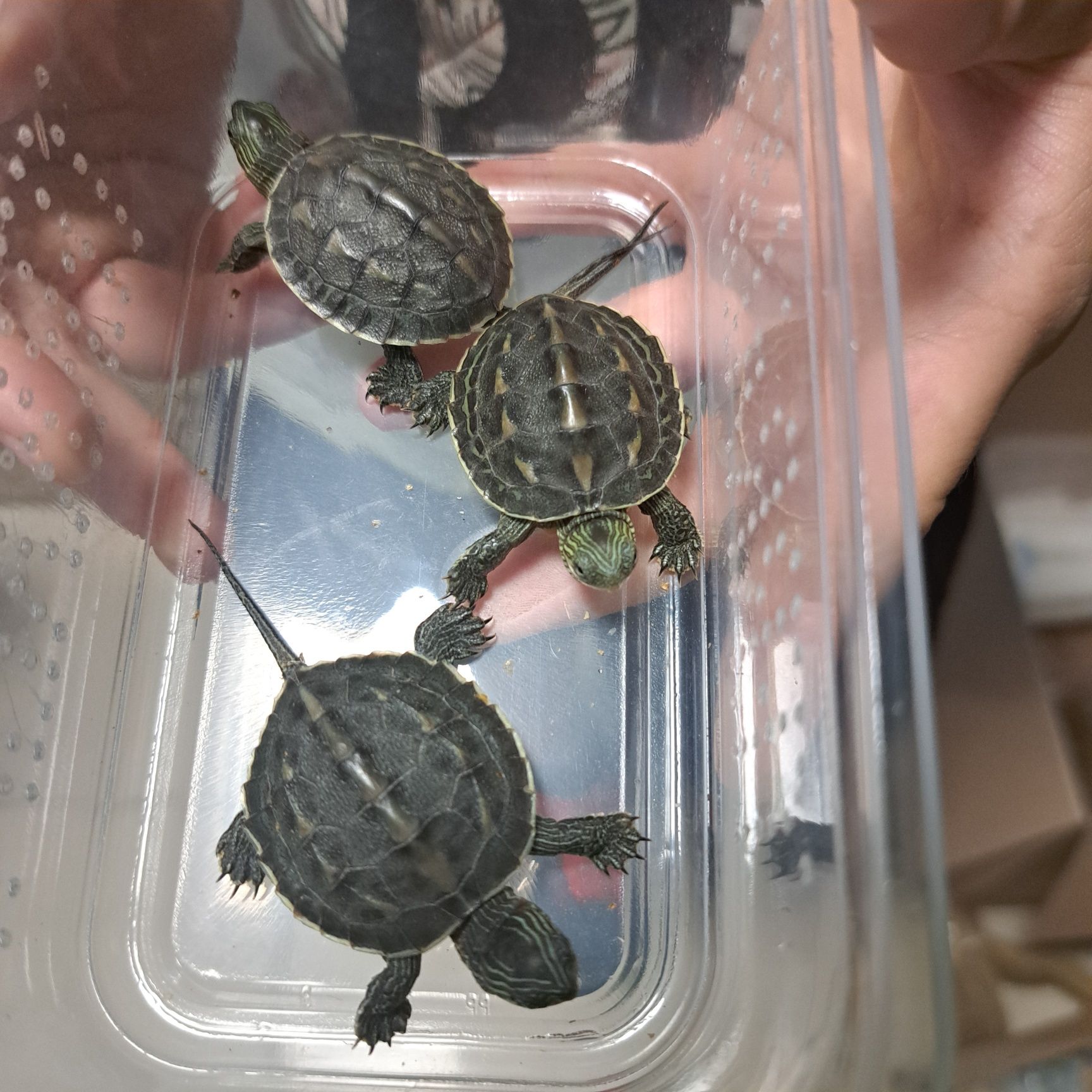 Mauremys sinensis wodno-lądowy w pawik.pl sklep zoologiczny Rzeszów