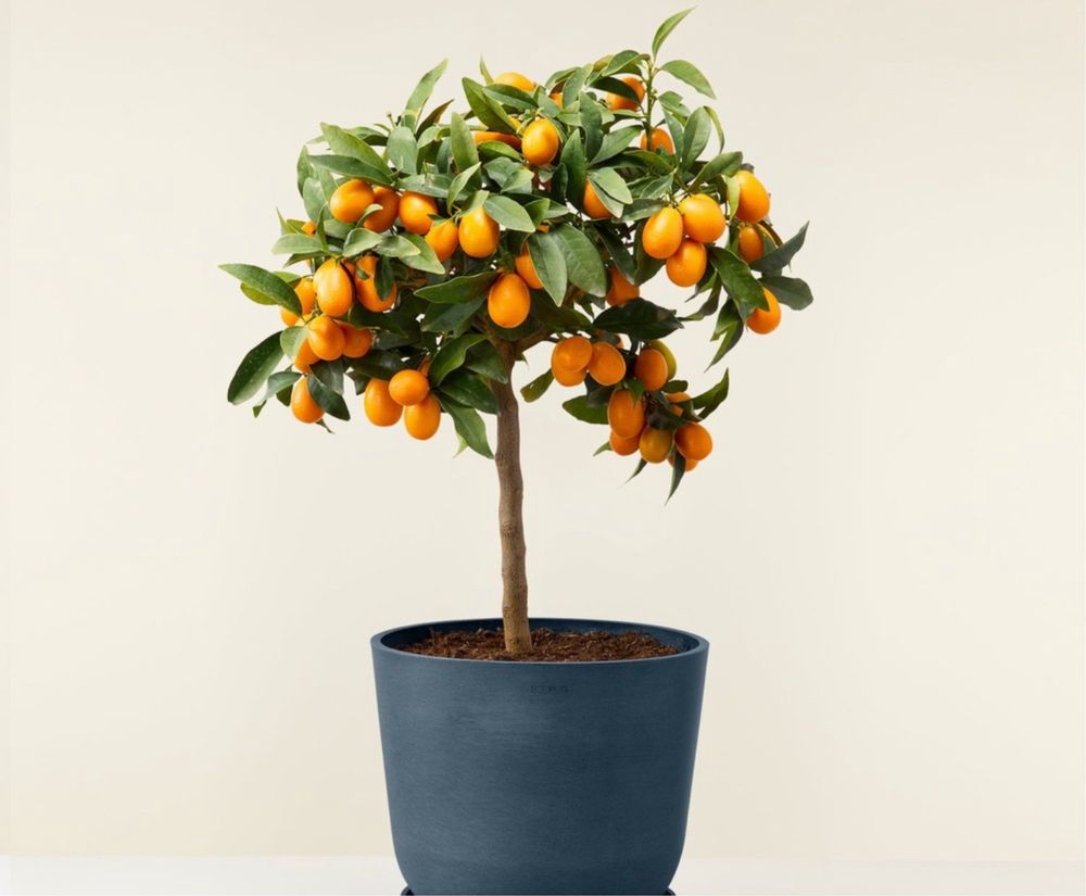Citrus Japonesa Kumquats Portes grátis